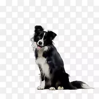 边境牧羊犬,粗野牧羊犬,饲养牲畜摄影,免费-空若网 边境牧羊犬,粗野牧羊犬,饲养牲畜摄影,免费-空若网