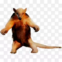 狗毛鼻子-空若网 狗毛鼻子-空若网