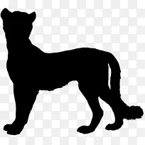 胡须猫狗繁殖鼻子-空若网 胡须猫狗繁殖鼻子-空若网