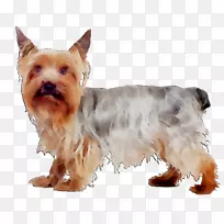 澳大利亚丝质猎犬约克郡猎犬澳大利亚猎犬杰克罗素猎犬小狗-空若网 澳大利亚丝质猎犬约克郡猎犬澳大利亚猎犬杰克罗素猎犬小狗-空若网