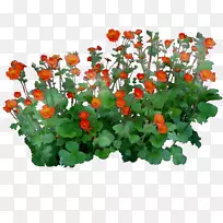 开花植物一年生植物草本植物地被-空若网 开花植物一年生植物草本植物地被-空若网