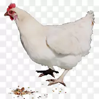 鸡公鸡开罗家禽病-空若网 鸡公鸡开罗家禽病-空若网