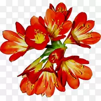 印加百合切花橙色百合草本植物-空若网 印加百合切花橙色百合草本植物-空若网
