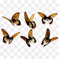 ëÈ×È׵ĺûµû¶êÀ¥³æ¶¯ÎïĤ-¿ÕÈôÍø ëÈ×È׵ĺûµû¶êÀ¥³æ¶¯ÎïĤ-¿ÕÈôÍø