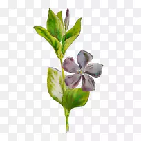 ����ֲ�ﾥҶֲ��-������