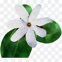 ����ֲ��-������