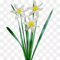 花切花,植物茎,花瓣,水仙-空若网 花切花,植物茎,花瓣,水仙-空若网