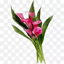 花卉设计切花花束郁金香-空若网 花卉设计切花花束郁金香-空若网