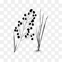 ����ֲ�ﾥҶ����-������