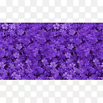 �ۺ컨��ɫǽֽ��ɫ��-������