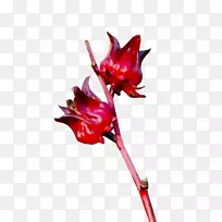 �л�ֲ�ﾥ����ֲ��-������