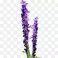 ������pngͼƬ�����Ų���Ӣ��޹�²�-������