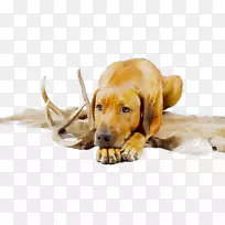 养狗伴狗鼻子-空若网 养狗伴狗鼻子-空若网