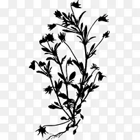 小枝植物茎开花植物叶-空若网 小枝植物茎开花植物叶-空若网