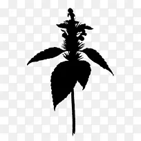 ����ֲ���ӰҶֲ��-������