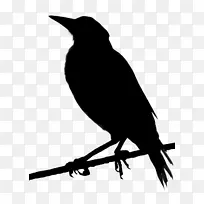 美丽的欧亚喜鹊Android澳大利亚喜鹊-空若网 美丽的欧亚喜鹊Android澳大利亚喜鹊-空若网