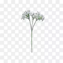 切花植物茎开花植物珠宝-空若网 切花植物茎开花植物珠宝-空若网