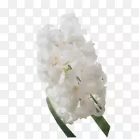 绣球切花-空若网 绣球切花-空若网