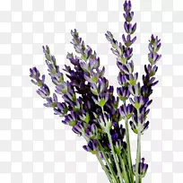 英国薰衣草法国薰衣草-空若网 英国薰衣草法国薰衣草-空若网