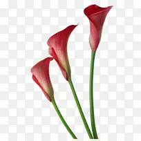 百合花png图片剪辑艺术图片-百合-空若网 百合花png图片剪辑艺术图片-百合-空若网