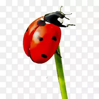 绘画瓢虫艺术博物馆标签昆虫-空若网 绘画瓢虫艺术博物馆标签昆虫-空若网