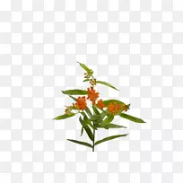 开花植物茎植物-空若网 开花植物茎植物-空若网