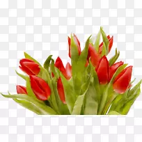 郁金香切花花卉花束-空若网 郁金香切花花卉花束-空若网