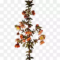 小枝植物茎开花植物灌木-空若网 小枝植物茎开花植物灌木-空若网