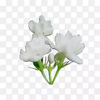 切花,植物茎,玫瑰,草本植物-空若网 切花,植物茎,玫瑰,草本植物-空若网