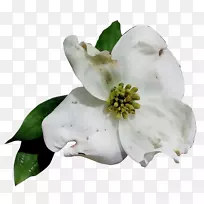 ����ľ������-������