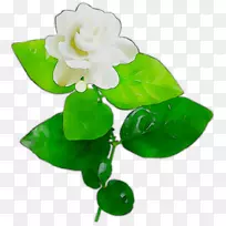 叶-空若网 叶-空若网