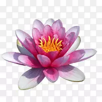 png图片剪贴画水百合池塘形象神圣莲花水疗壁纸-空若网 png图片剪贴画水百合池塘形象神圣莲花水疗壁纸-空若网