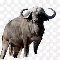 牛,山羊,陆生动物的鼻子-空若网 牛,山羊,陆生动物的鼻子-空若网