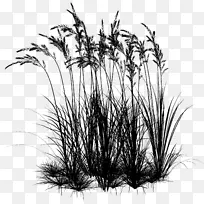 Сֲ֦�ﾥ��ֲ��-������