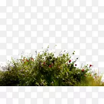 ֲ��ֲ���ݵ��ľ-������