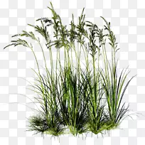 Ïã¸ù²Ý£¬Ê÷¸ÉÖ²Îï-¿ÕÈôÍø Ïã¸ù²Ý£¬Ê÷¸ÉÖ²Îï-¿ÕÈôÍø