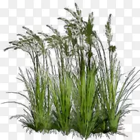 香草剪贴画植物观赏草-空若网 香草剪贴画植物观赏草-空若网