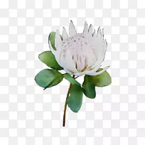 切花植物茎开花植物-空若网 切花植物茎开花植物-空若网