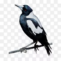 鸟,澳洲喜鹊,欧亚喜鹊,黑天鹅-空若网 鸟,澳洲喜鹊,欧亚喜鹊,黑天鹅-空若网