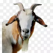 山羊鼻子-空若网 山羊鼻子-空若网