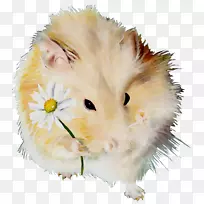 ����������ӱ��Ӷ���ëƤ-������