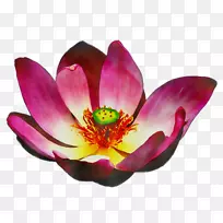 水生植物开花植物洋红-空若网 水生植物开花植物洋红-空若网