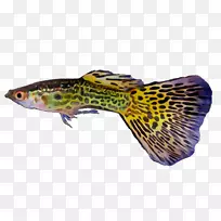 ������ɫ��½������-������