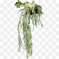 开花植物茎树植物-空若网 开花植物茎树植物-空若网