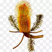 班克西亚种着神奇的野兽,在哪里可以找到它们的茎-空若网 班克西亚种着神奇的野兽,在哪里可以找到它们的茎-空若网