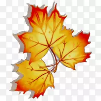 枫叶对称-空若网 枫叶对称-空若网