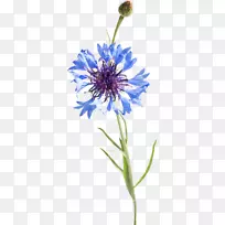 水彩画:花水彩画,玉米花水彩画-空若网 水彩画:花水彩画,玉米花水彩画-空若网