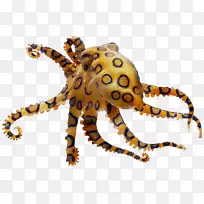 章鱼蟹足类陆生动物-空若网 章鱼蟹足类陆生动物-空若网