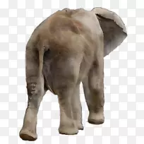 印度象非洲象陆生动物鼻子-空若网 印度象非洲象陆生动物鼻子-空若网
