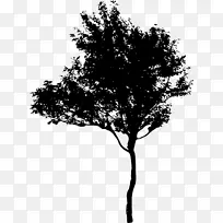 树枝剪影摄影图像-空若网 树枝剪影摄影图像-空若网